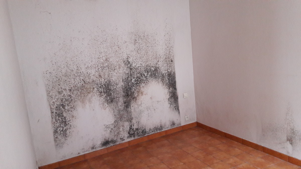 Moisissures - Expertise humidité à Versailles
